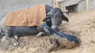 Aaj to hamari bhains na baccha da diya hai 