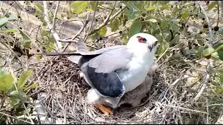 Mother Bird&rsquo;s Daily Routine &ndash; Feeding and Keeping Her Babies Warm