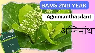 Easy way to learn Agnimantha plant details #ayurveda #dravya #dravyaguna #dravya  #bamsadmission
