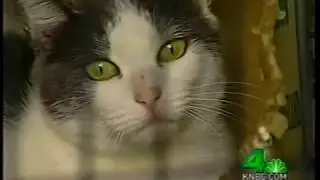 Working Cats® Program: Channel 4 News