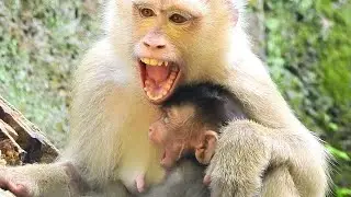 Horrible Video ! Little Mum Angry Rex Even Hungry Milk, Mum Wean Baby Already So Hard