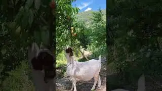Beautiful goat eating leaves #petsdoingthings #cutepets