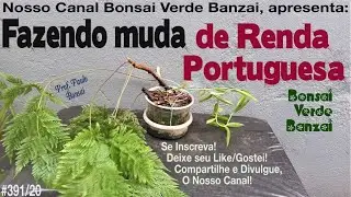 Como fazer muda de Renda  Portuguesa