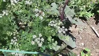 Cilantro (Coriandrum sativum) - Uses and Historical Context of Coriander - Ancient Food & Medicine
