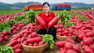 FULL VIDEO -- How to Solo Harvesting 1000+ Kg Red Garden Radish - Elli Go to Countryside Market Sell