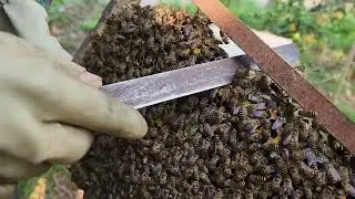 XEM VÀ XỬ LÝ 3 ĐÀN ONG CỦA NGƯỜI MỚI NUÔI NHƯ THẾ NÀO 