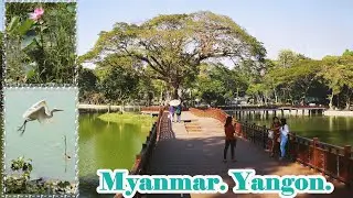 Myanmar. Yangon. Kandawgyi Lake and Nature Park.