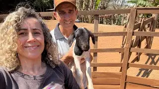 FAXINA NA CASA DO CHICO ABELHA 🐝-NASCERAM AS OVELHINHAS 