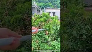 🔧 Smart Harvest : Picking Rare Wampee Fruit with Pole Catcher