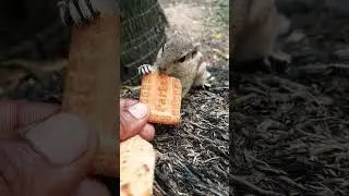 raat bhar💗💗#new #release #trending #song #squirrel #merachuchu #ytshorts