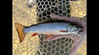 WI Trout Fishing (Summer, 2025)