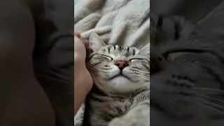 Nothing Heals Like a Cat&rsquo;s Love 🐾❤️