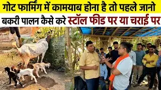 Goat Farming में कामयाब होना है तो पहले जानो बकरी पालन कैसे करे🐐स्टॉल फीड पर या चराई पर | Sudhir Sir