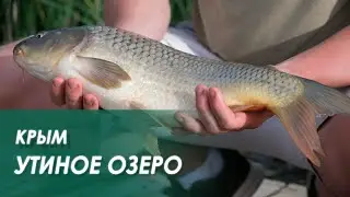 Рыбалка среди ЗМЕЙ! Клюёт даже в ЛУЖЕ! Ловим КАРПА и другую рыбу на платнике. ДОНКА и ПОПЛАВОК.