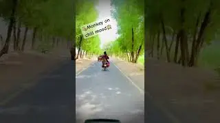 Monkey bike riding #monkey #bikerider #memes #monkeyshort #chillmood #monkeyonbike