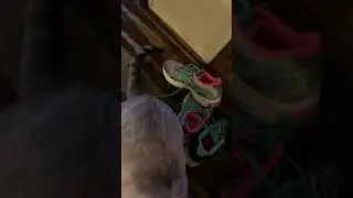 Cats hate RC car
