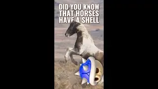 Did you know that Shell Cordovan originates from the hindquarters, aka 