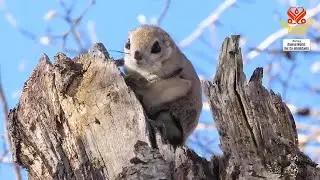 1424 AW The Adorable Japanese Dwarf Flying Squirrels 6m
