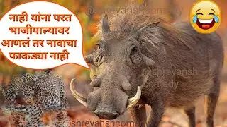 डुक्कर आणि माकडाची खतरनाक कॉमेडी | प्राण्यांची कॉमेडी | Funny Animal Dubbing 😂 Marathi Comedy Video😂