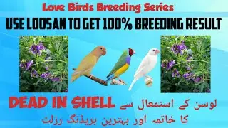 Breeding Formula for Best Fertility Results | Loosan for Love Birds | Love Birds Breeding Tips