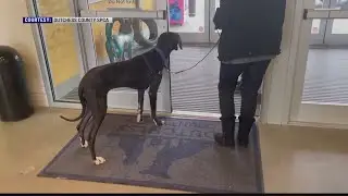 Great Danes rescued from Milan prepare for adoption