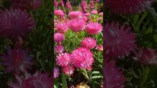 Most Beautiful Pink Flowers #viral #flower #shortsfeed #shorts