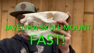 HOW TO European Mount a JAVELINA SKULL