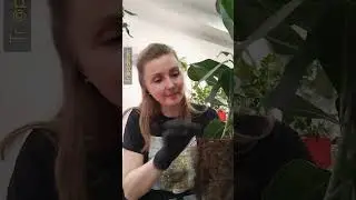 Фикус Микрокарпа Смайл - пересаживаю, рассказываю про грунт, дренаж и т.п.