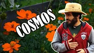 Como fazer bom uso do COSMOS (Cosmos bipinnatus) - Plantas &uacute;teis
