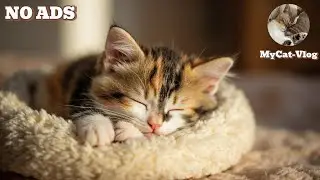 Cat Relaxation Music - Sounds that Cats Love,  Peaceful Piano + Violin and Rain Sounds