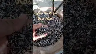 Cinder Media for Rose Plants