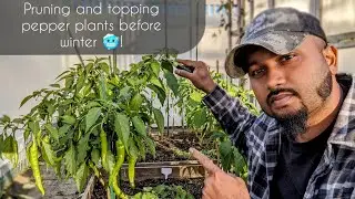 Обрезка и подкормка перца перед зимой! #осеннийсад #перец #сад