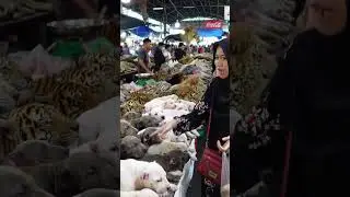 EXTREME ASIAN MARKET LION & TIGER HEADS WITH PUPPIES STACKED!