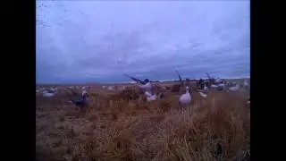 Quick Snow Goose Limit