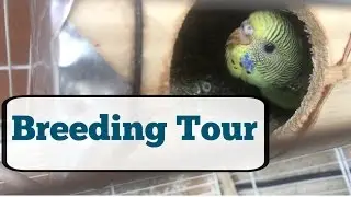 2017 Bird Breeding SetUp/Tour