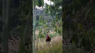 Wild chicken trap