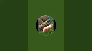 CidineiRocha  está ao vivo alimentando os passarinhos 🐦‍⬛