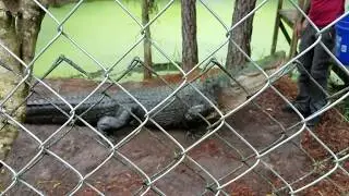 13 ft alligator at Smooth Waters Wildlife Park