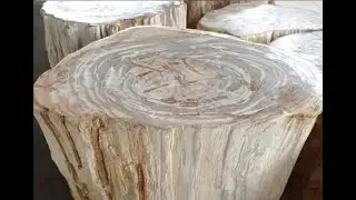Petrified Tree Stump