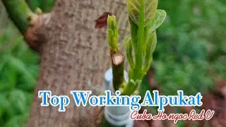 Buka sungkup top working alpukat 1bulan #alpukat #alpukatintroduksi #avocado