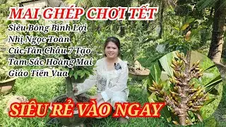 📞 LINH 0852324843 MAI GHÉP CHƠI TẾT SIÊU RẺ DỌN VƯỜN VÀO NGAY 27/01/2026 | Bến Tre Ơi