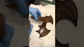 The Bat Cone