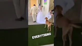 What Happened When a Stray Dog Limped Into Their Wedding? #dog #hearttouchingstory #heartwarming