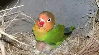 Fisher Lovebirds ki colony progress | African lovebird aviary | Hindi/Urdu