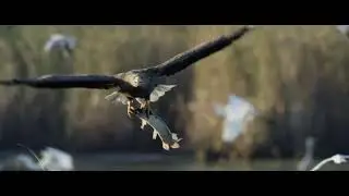 Whispering wings