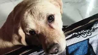 Perfect therapy dog 🐶 😁🎃🐾.                           #labradorretriever #labrador #dog 
