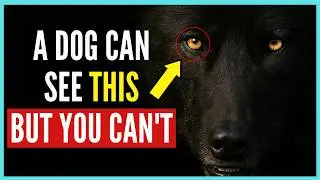 13 STRANGE Things Dogs Sense 👀 See, and Hear &ndash; But We Can't!