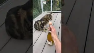 Cork Pops And Falls On Cats Head