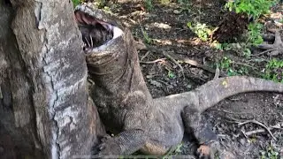 Part 2 which is the end of Komodo Trying to swallow Pig's head while standing || 4k and Full HD