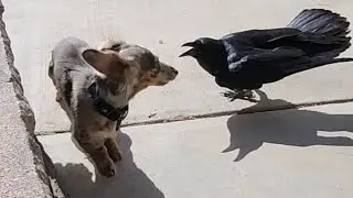 Raven being a bully towards Cute Miniature dachshund.  #Raven #Dachshund #Corvid #Crow